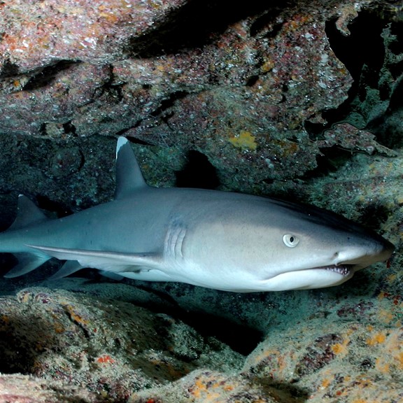 whitetip reef shark (triaenodon obesus) in Coral Reefs and Rocky Reefs