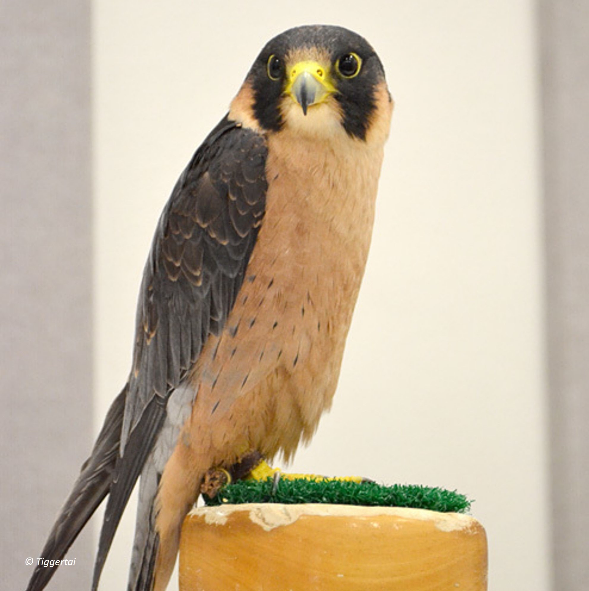 teita falcon (falco fasciinucha) in Banded kestrels inhabit a range of environments including forests, grasslands, and open savannas.