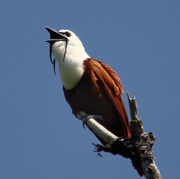 three-wattled bellbird (procnias tricarunculatus) in High-elevation Cloud Forests and Montane Forests