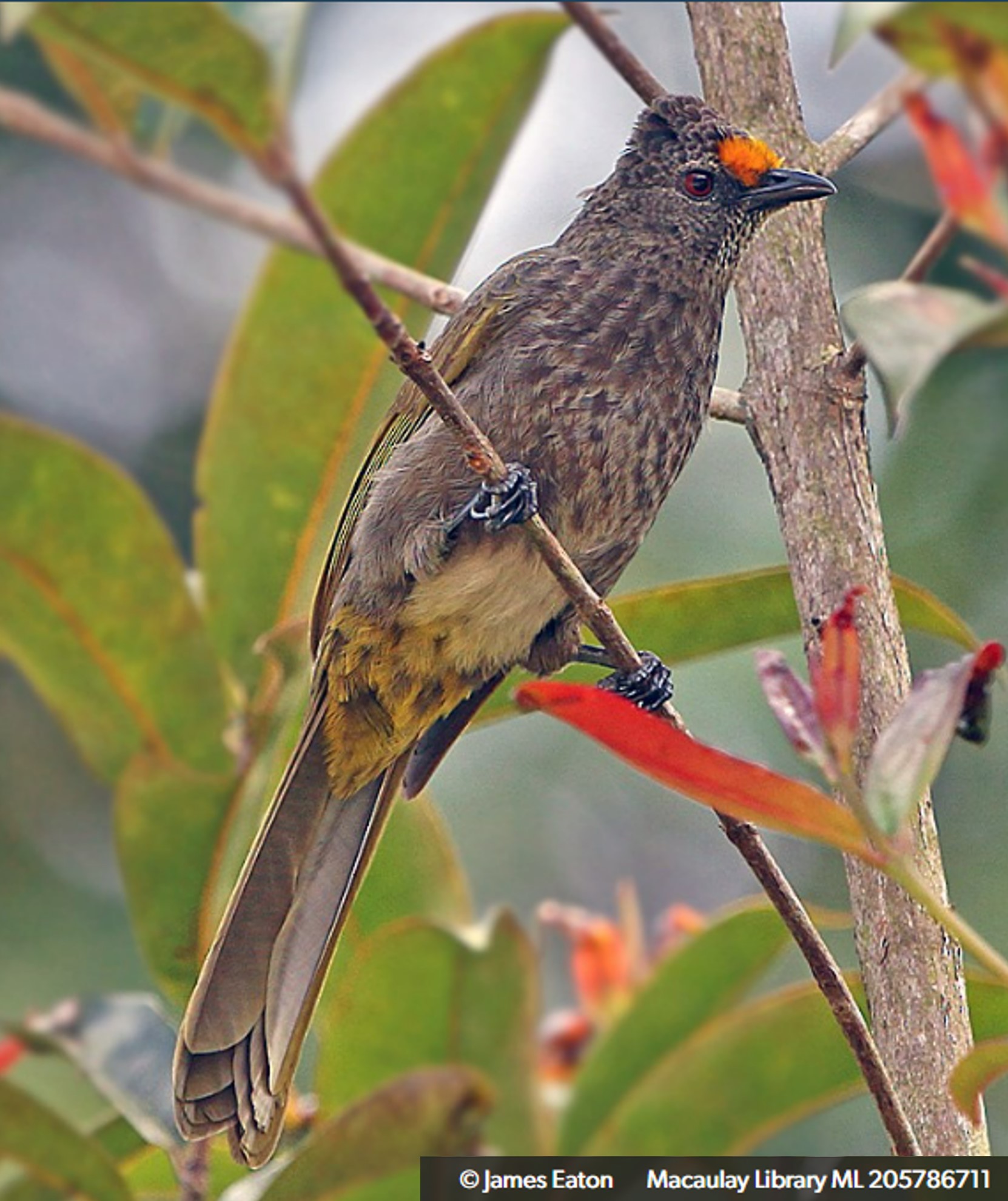 aceh bulbul (pycnonotus snouckaerti) in dense, humid rainforests of northern Sumatra