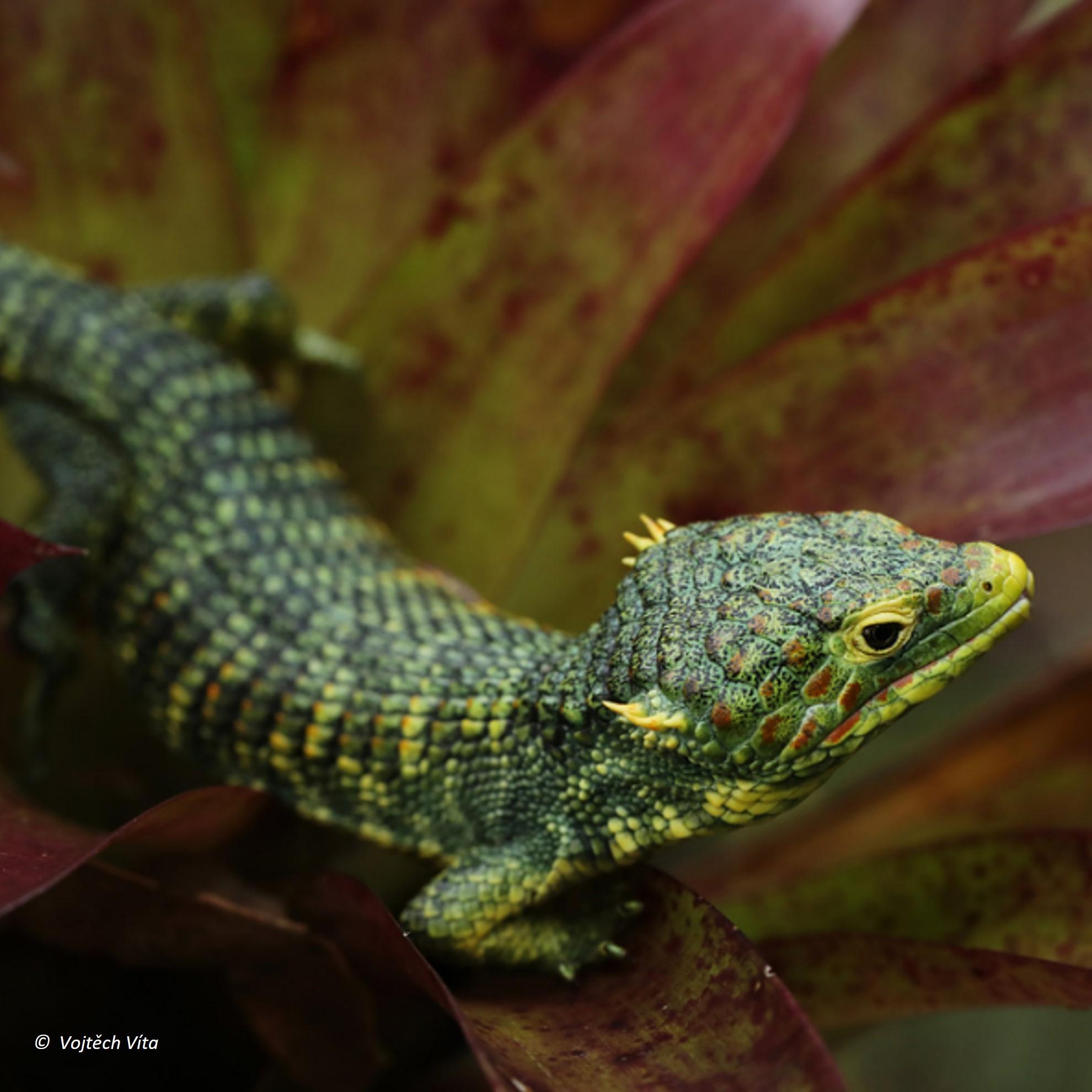 abronia vasconcelosii (abronia vasconcelosii) in Tropical rainforests with dense vegetation and high humidity.