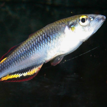 zona (bedotia geayi) in Freshwater Rivers and Streams