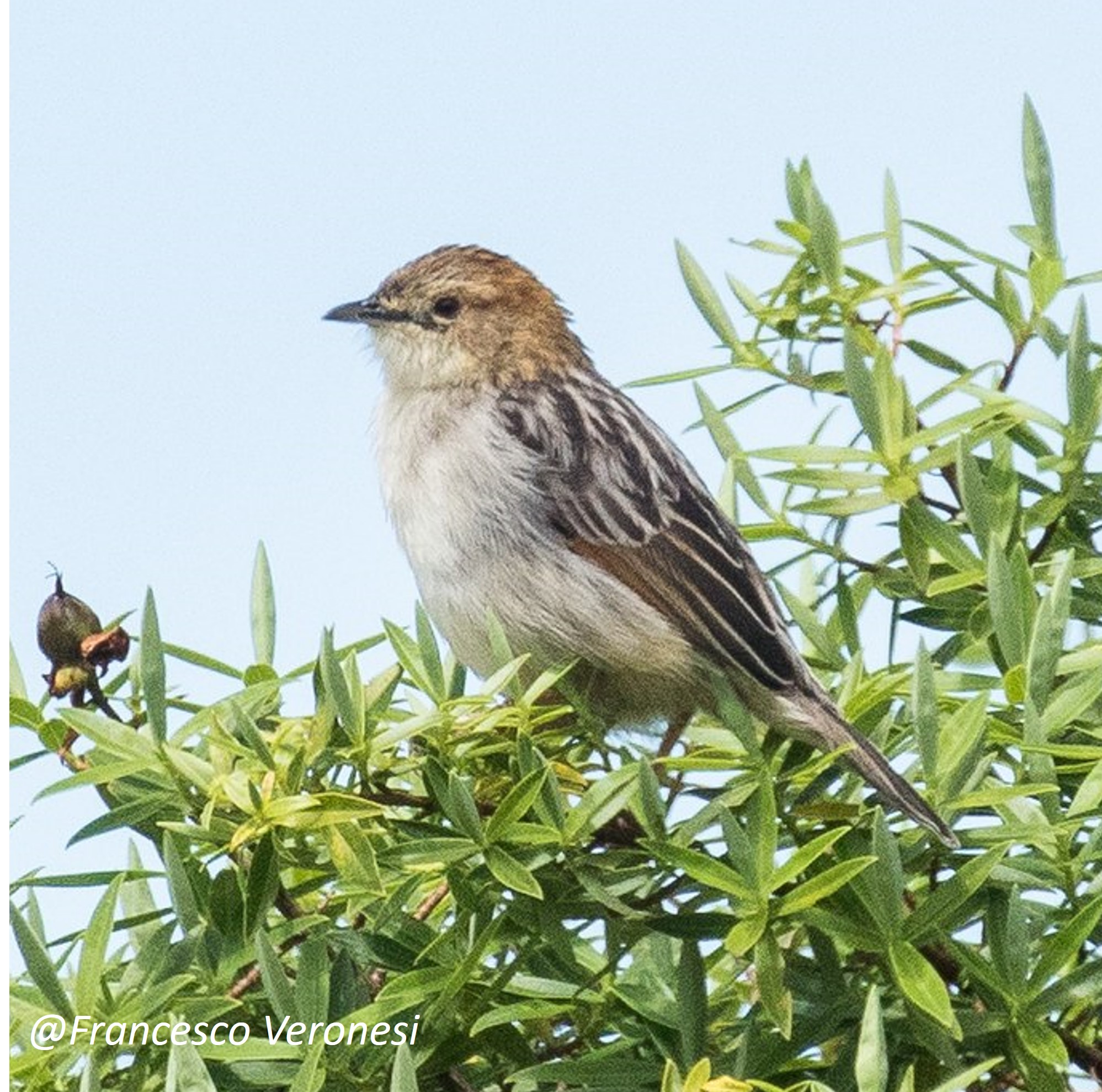 aberdare cisticola (cisticola aberdare) in high-elevation grasslands of the Aberdare Mountains