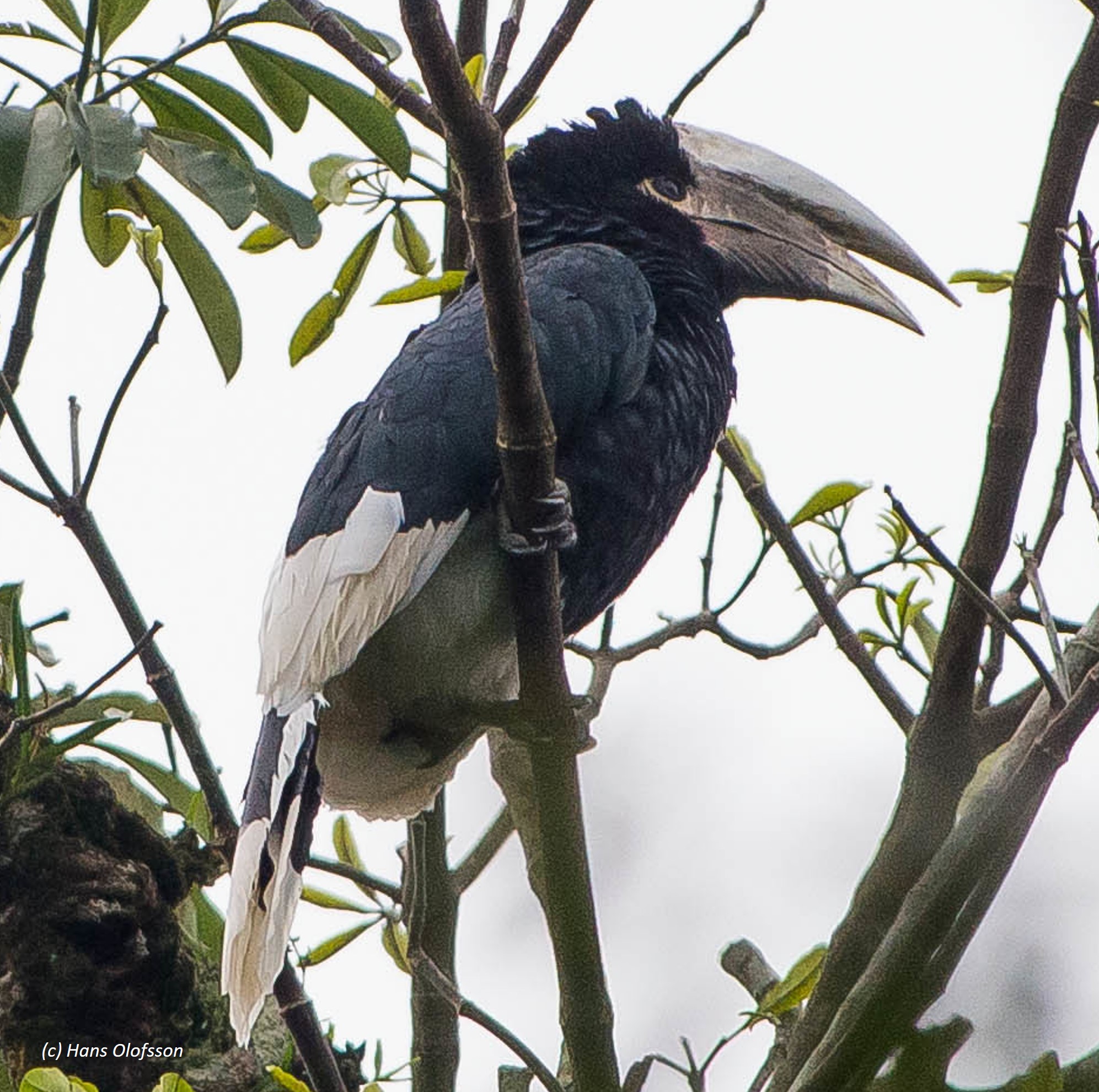 brown-cheeked hornbill (bycanistes cylindricus) in The <bycanistes cylindricus> inhabits tropical rainforests with dense canopies and abundant fruiting trees.