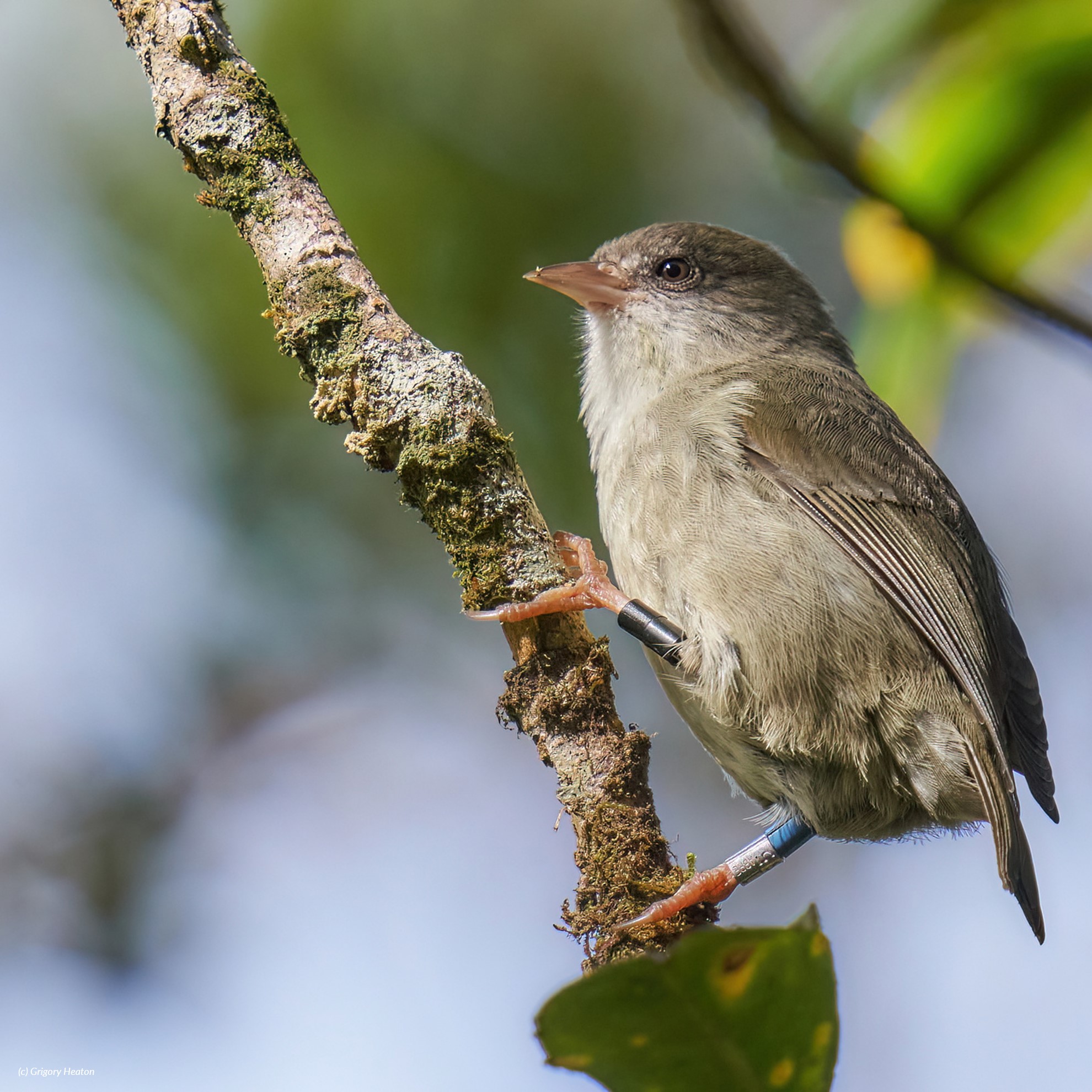akikiki (oreomystis bairdi) in high-elevation montane wet forests dominated by native ʻōhiʻa lehua and koa trees
