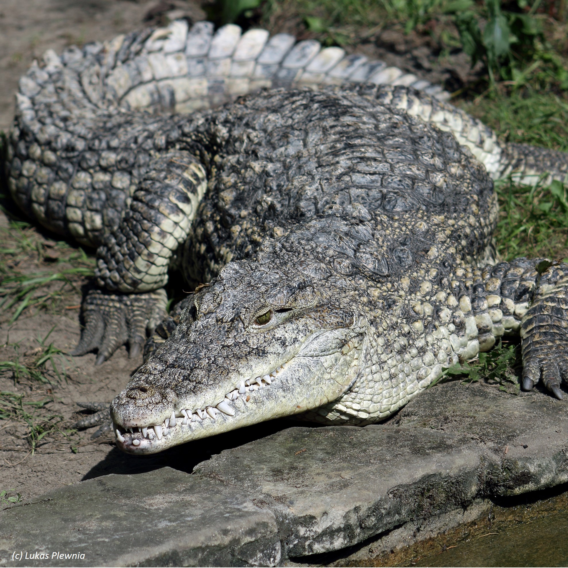 Species Image