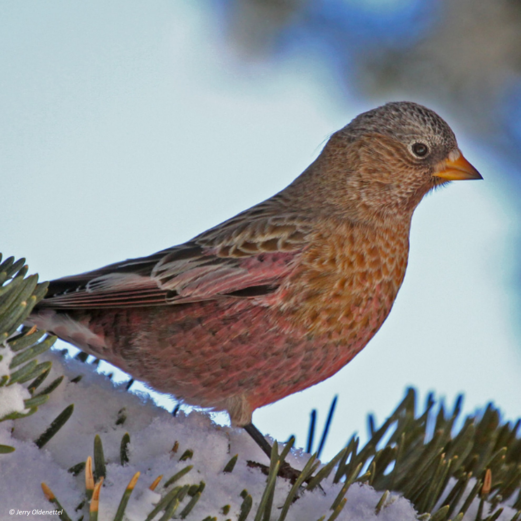 brown-capped rosy finch (leucosticte australis) in Mountainous regions with sparse vegetation and rocky outcrops.