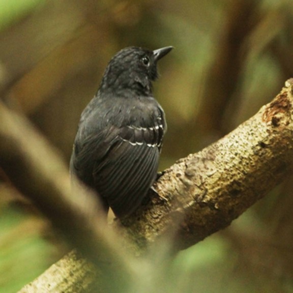 allpahuayo antbird (percnostola arenarum) in a unique type of forest known as varillales