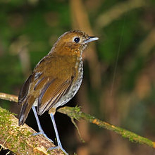 antioquia antpitta (grallaria fenwickorum) in humid cloud forests and páramo ecosystems of the Páramo del Sol
