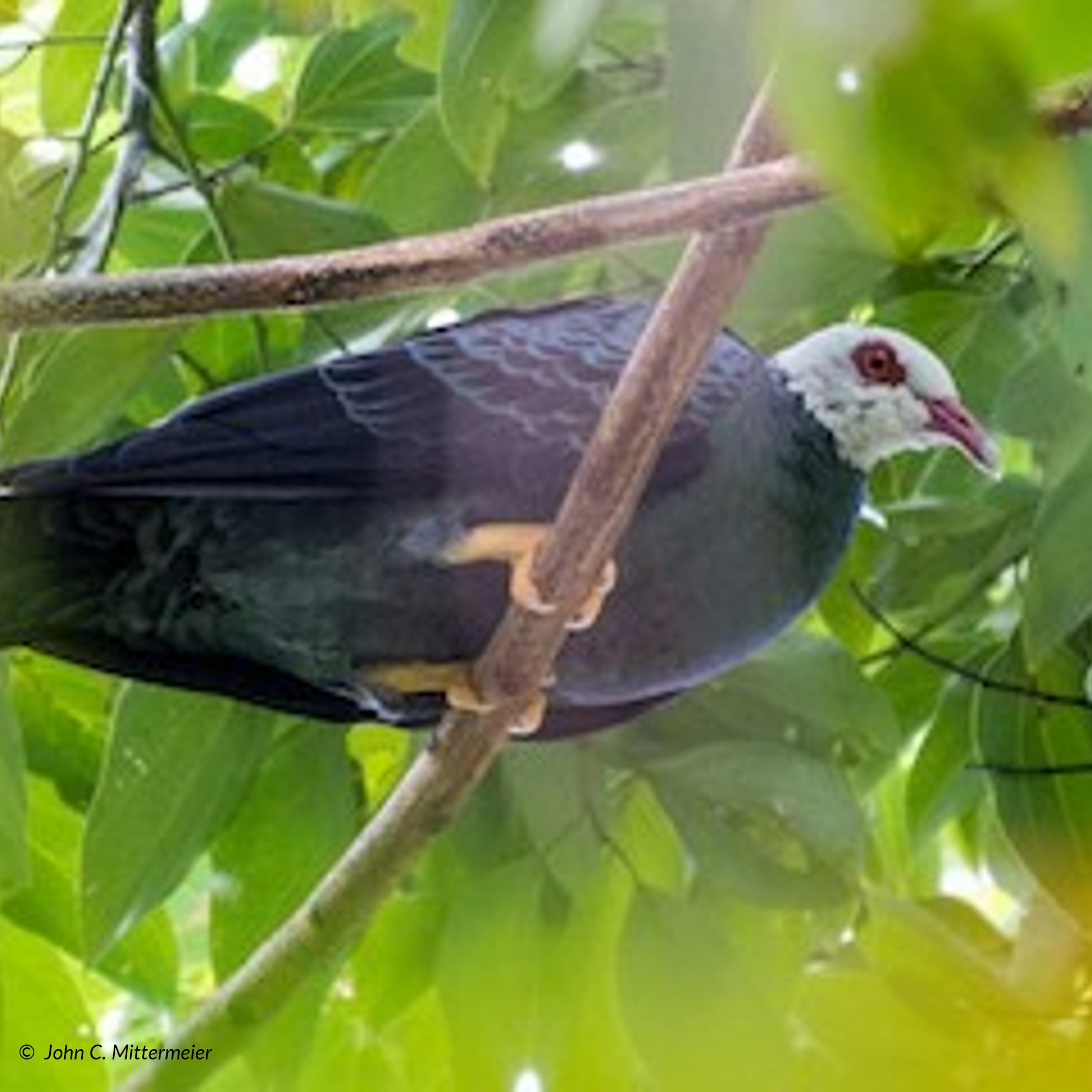 yellow-legged pigeon (columba pallidiceps) in Tropical and Subtropical Forests
