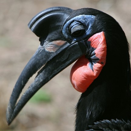 abyssinian ground hornbill (bucorvus abyssinicus) in open savannas, woodlands, and grasslands
