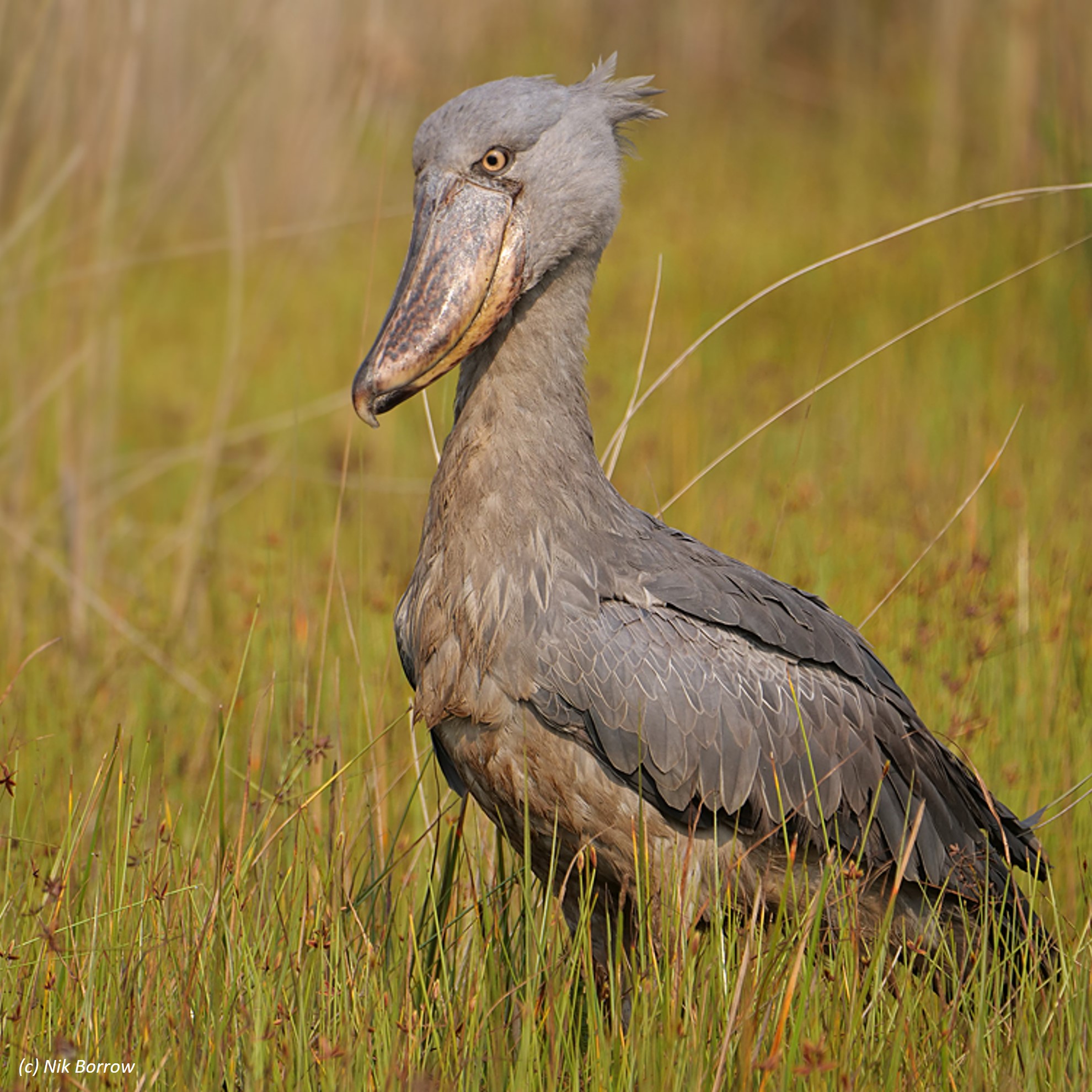 whale-headed stork (balaeniceps rex) in Shoebills inhabit freshwater swamps and marshes with dense vegetation.