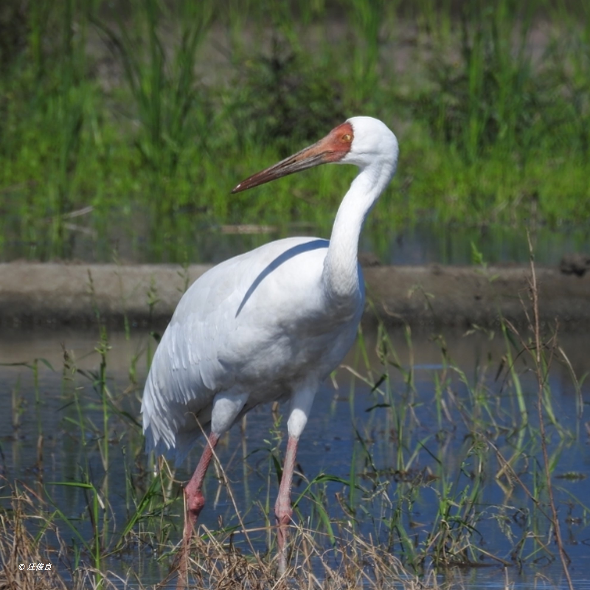 Species Image