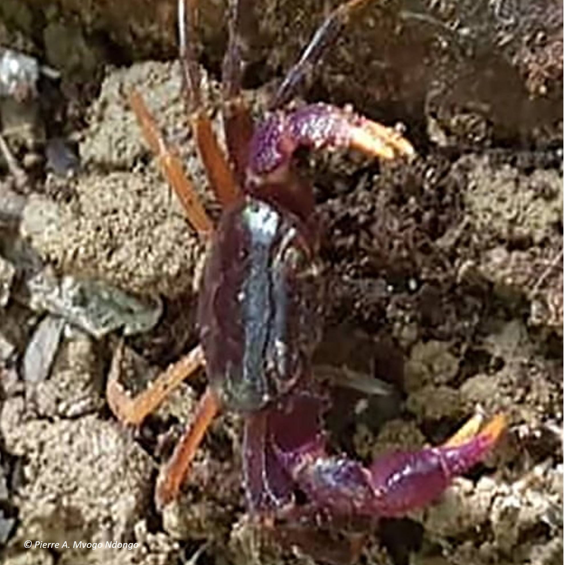 afrithelphusa leonensis (afrithelphusa leonensis) in lowland tropical rainforests