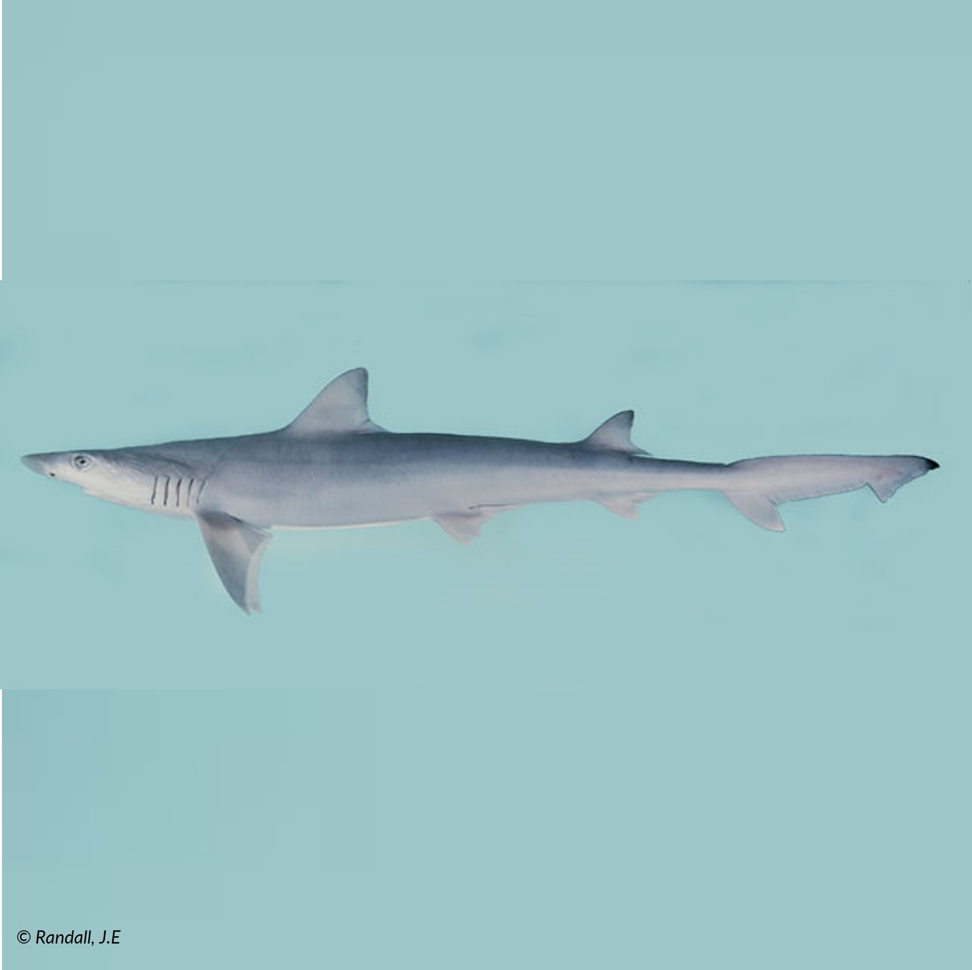 whitetip weasel shark (paragaleus leucolomatus) in Shallow Coastal Waters and Continental Shelves