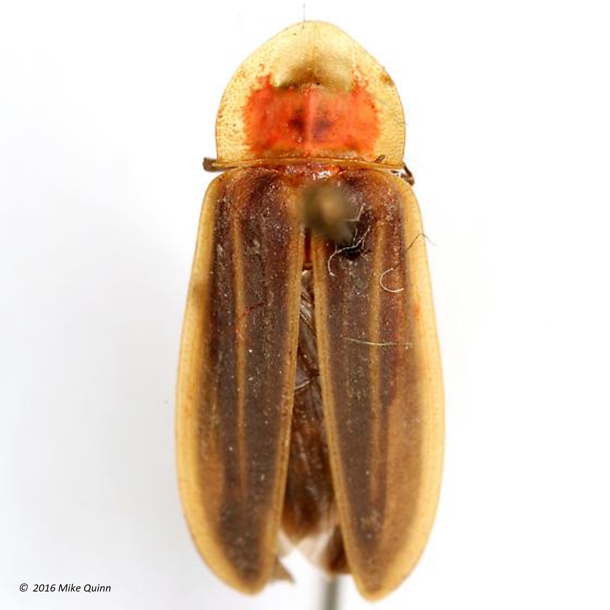 Species Image