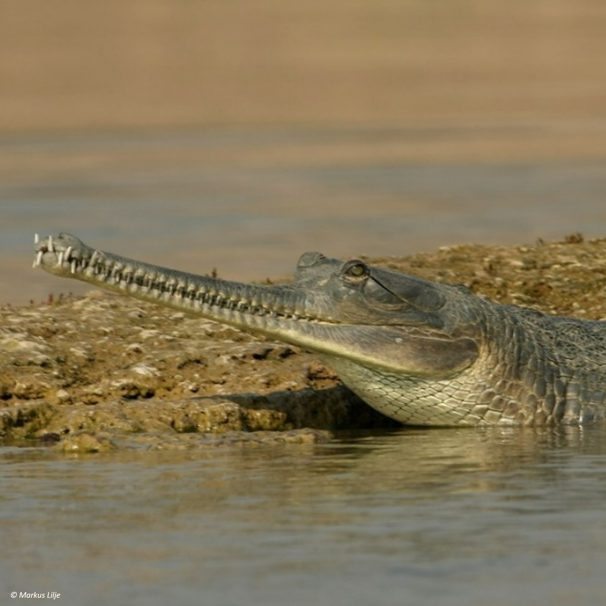 Species Image