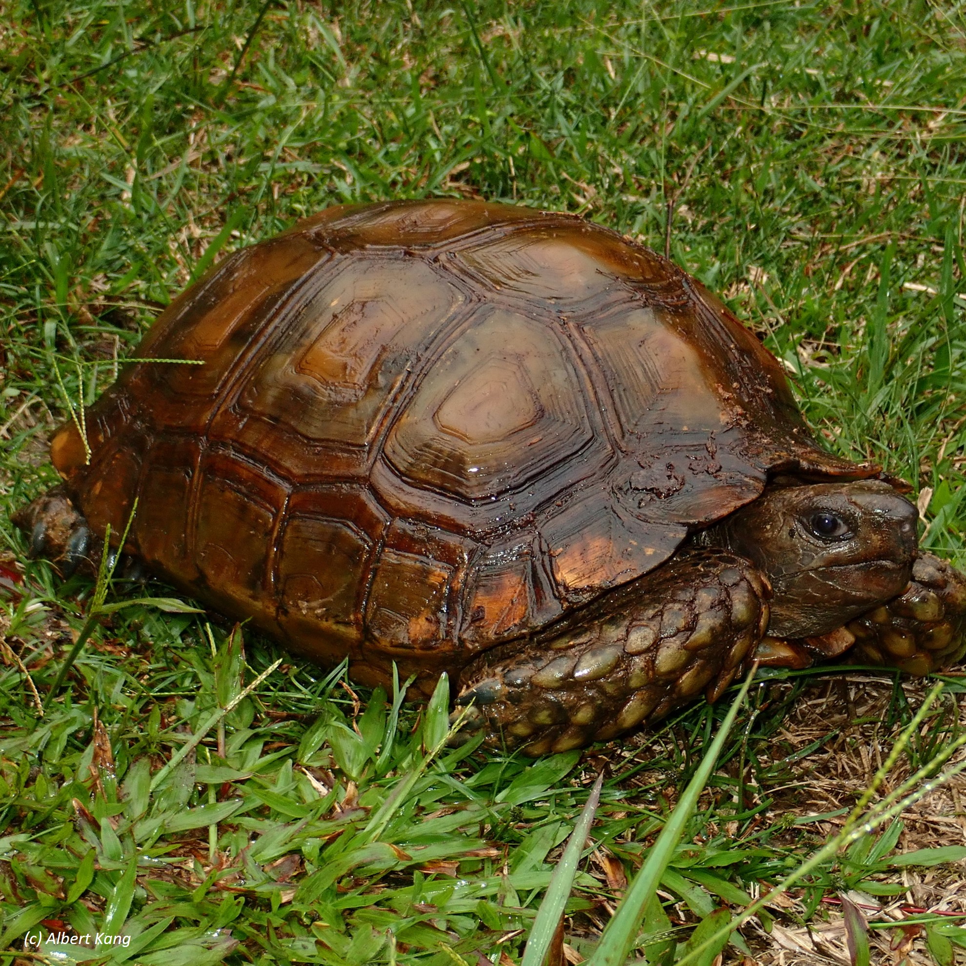 Asian Tortoise - critically endangered | Endangered Species Facts ...