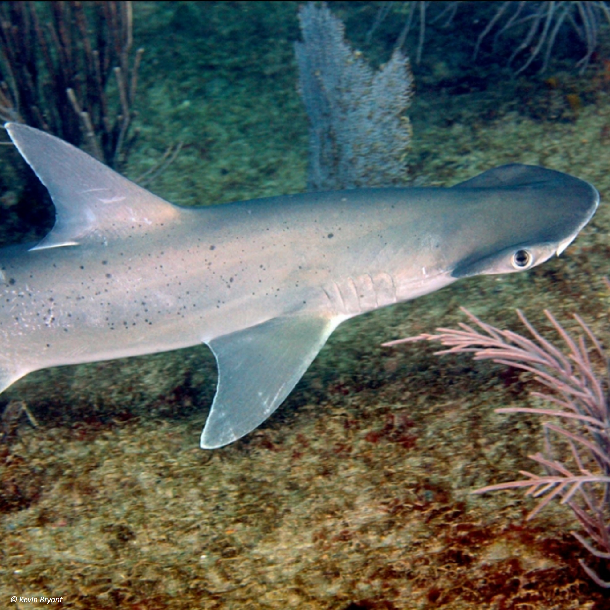 Bonnethead Shark | Environmental Inclusion