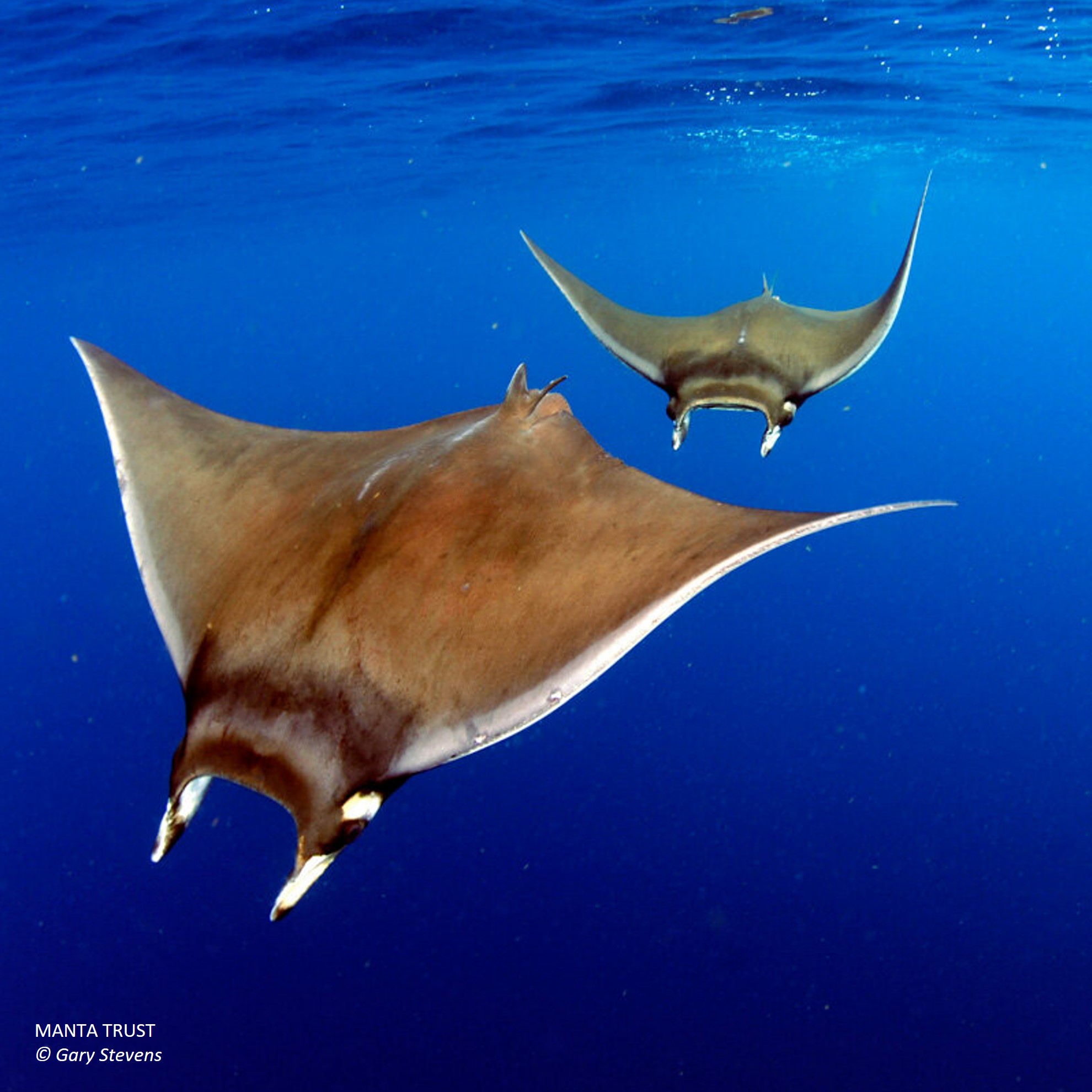 Lucifer Rays Atlantic Devil Ray - endangered | Endangered Species Facts ...