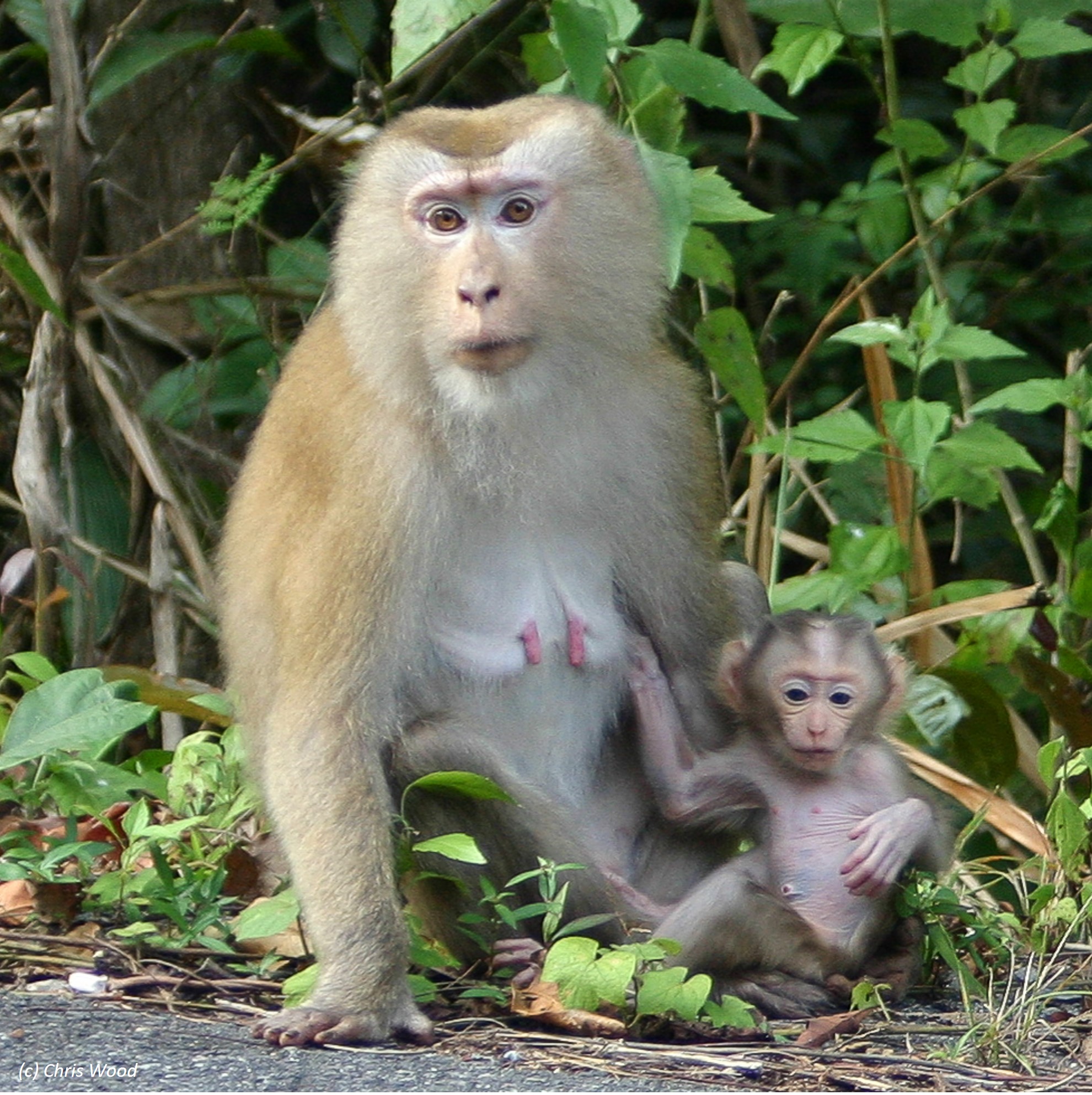 Species Image