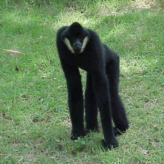Species Image
