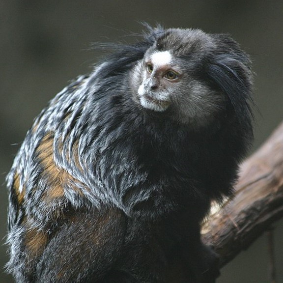 Species Image