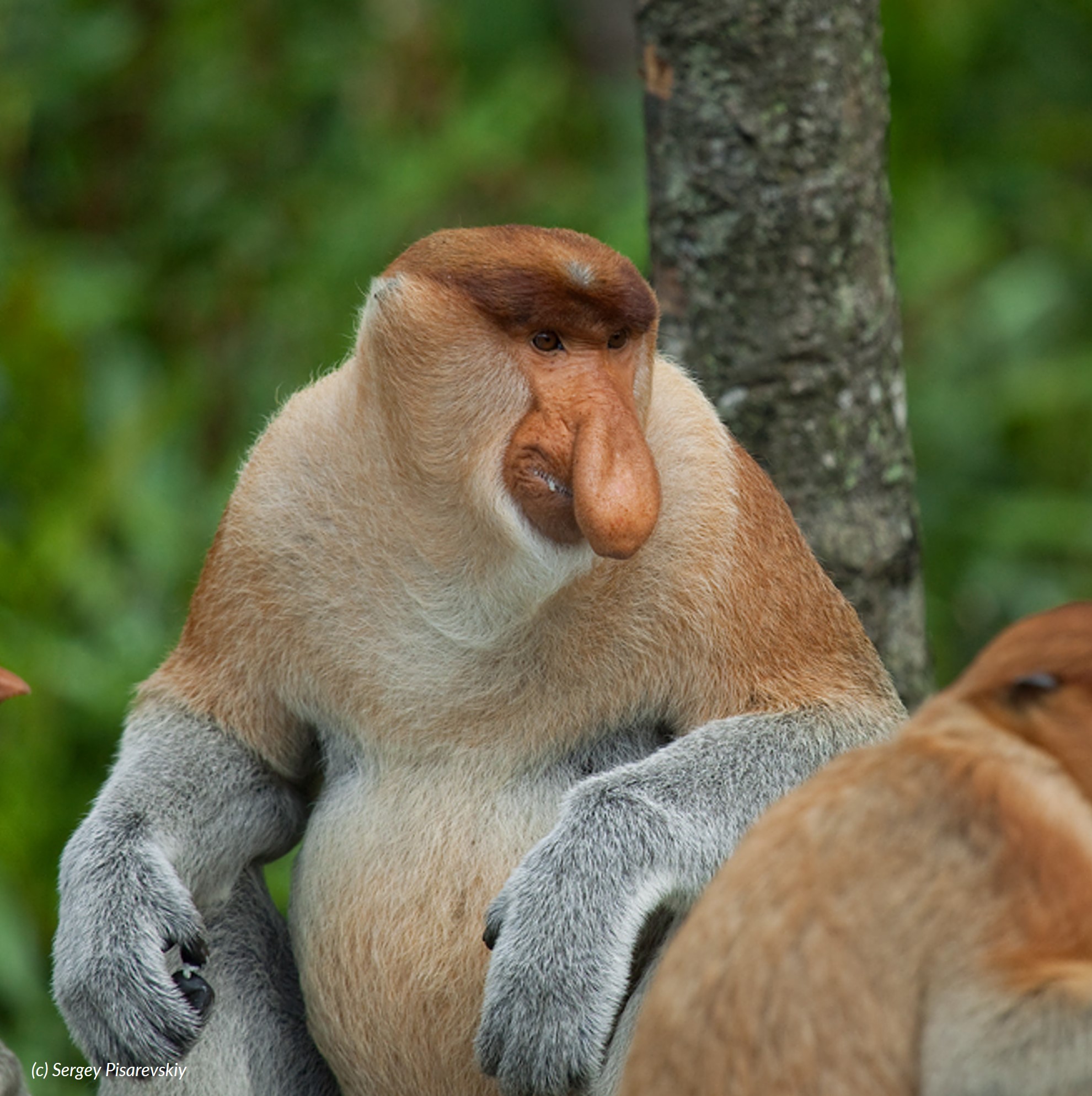 Species Image