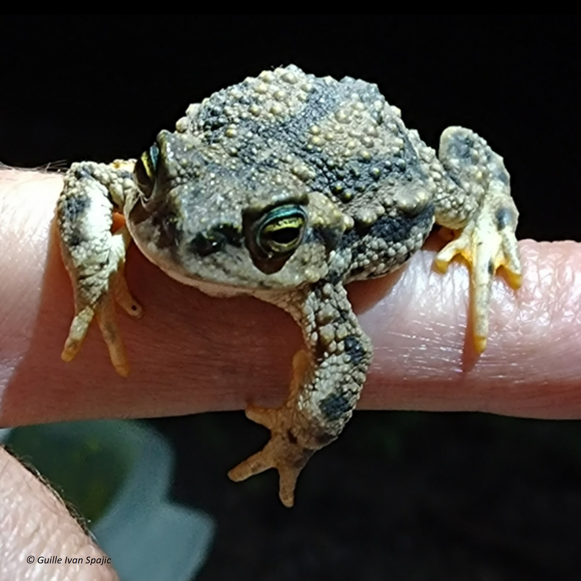 Tola Insect Achala Toad