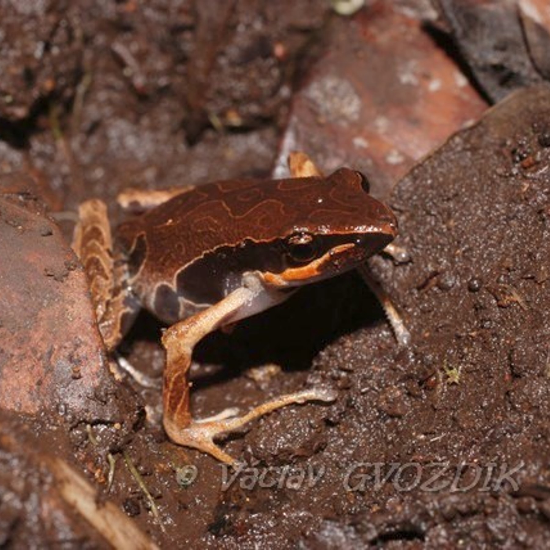 Acha Tugi Acha Tugi Long-fingered Frog - vulnerable | Endangered Species Facts ...