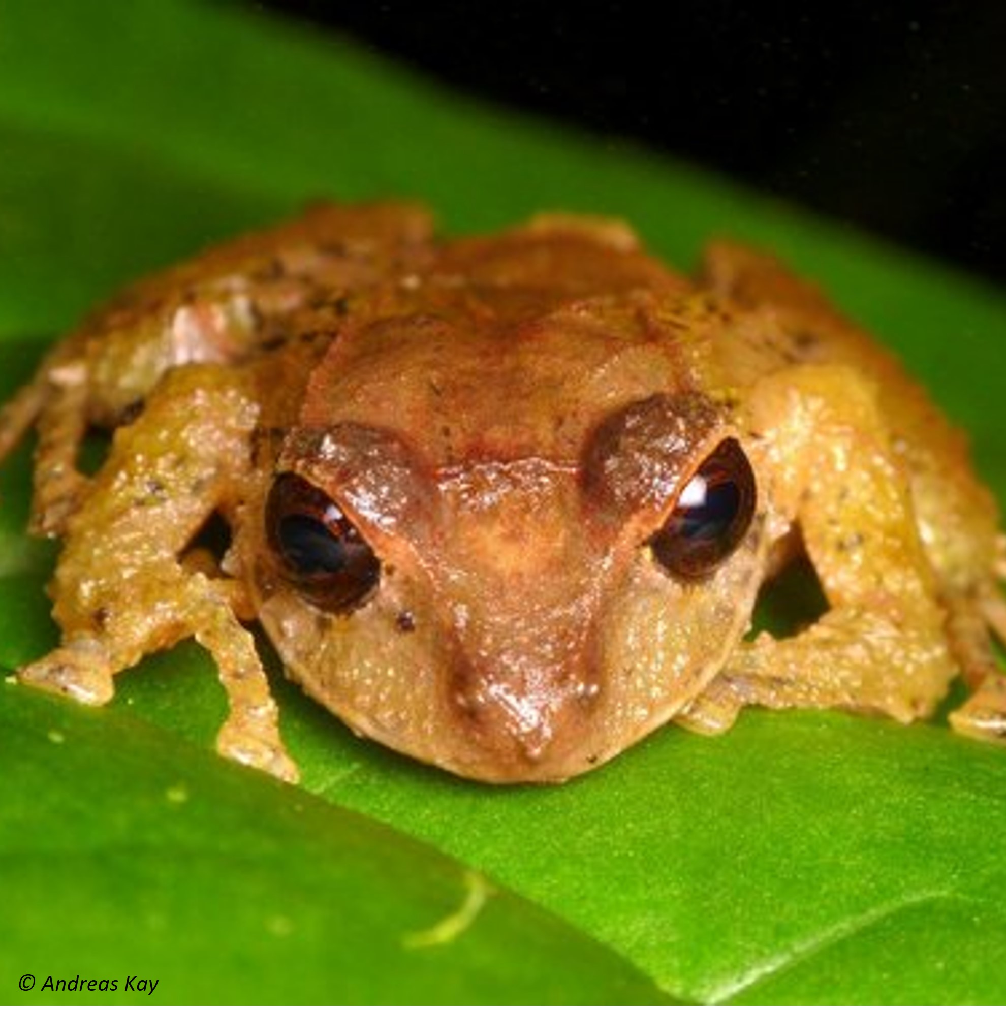Species Image