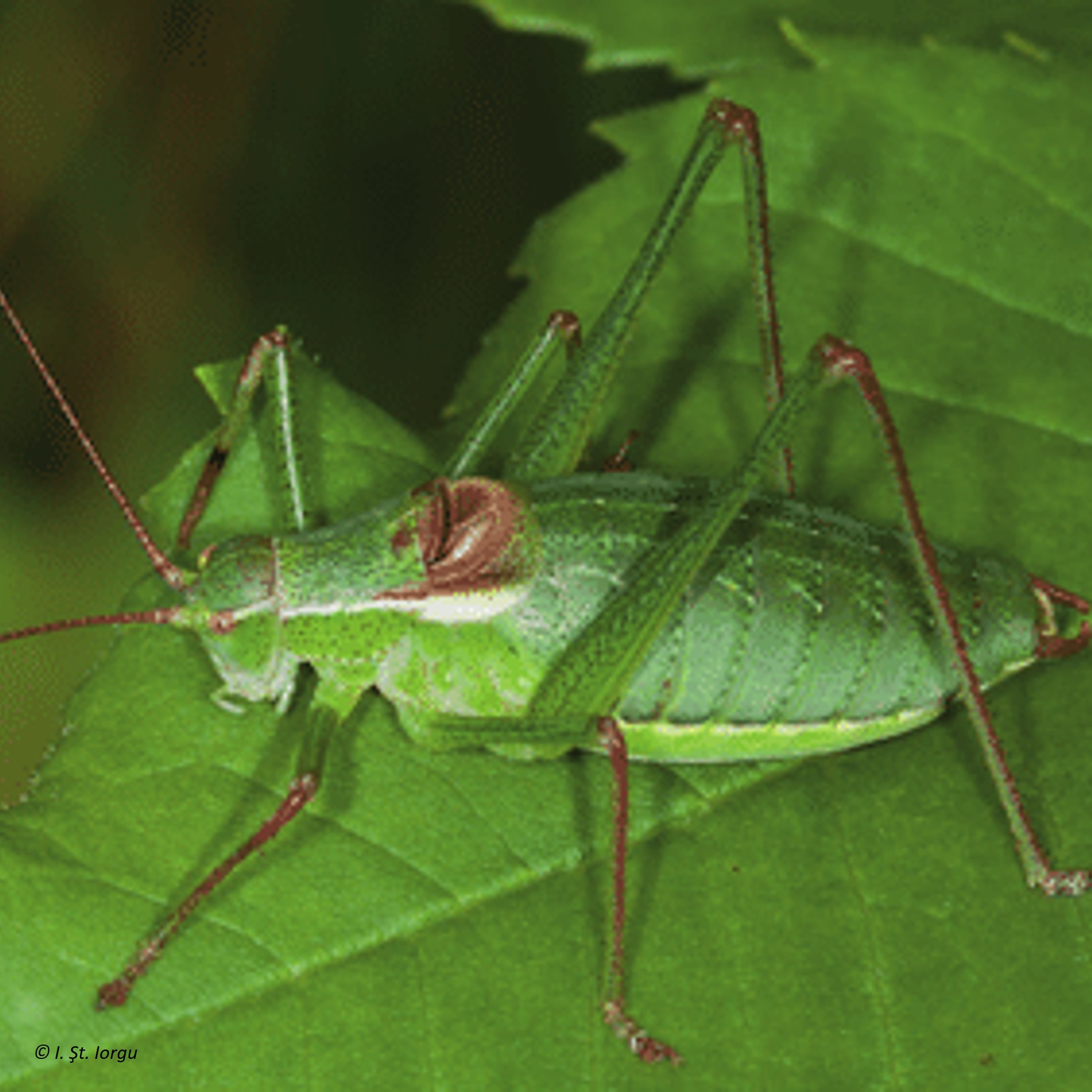 Species Image