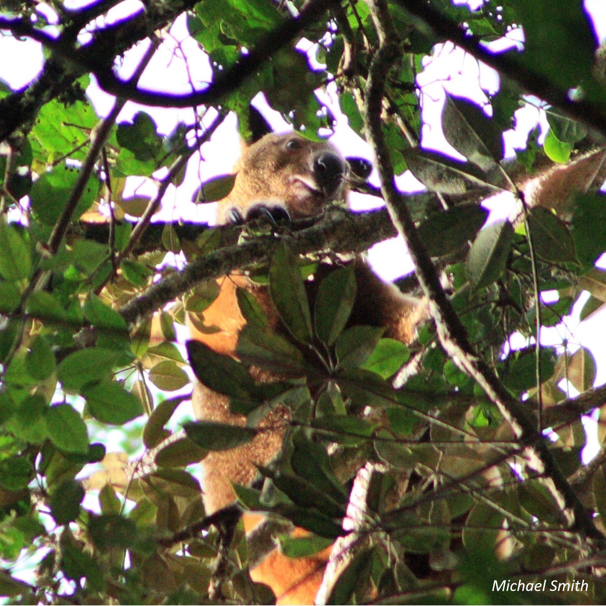 Species Image