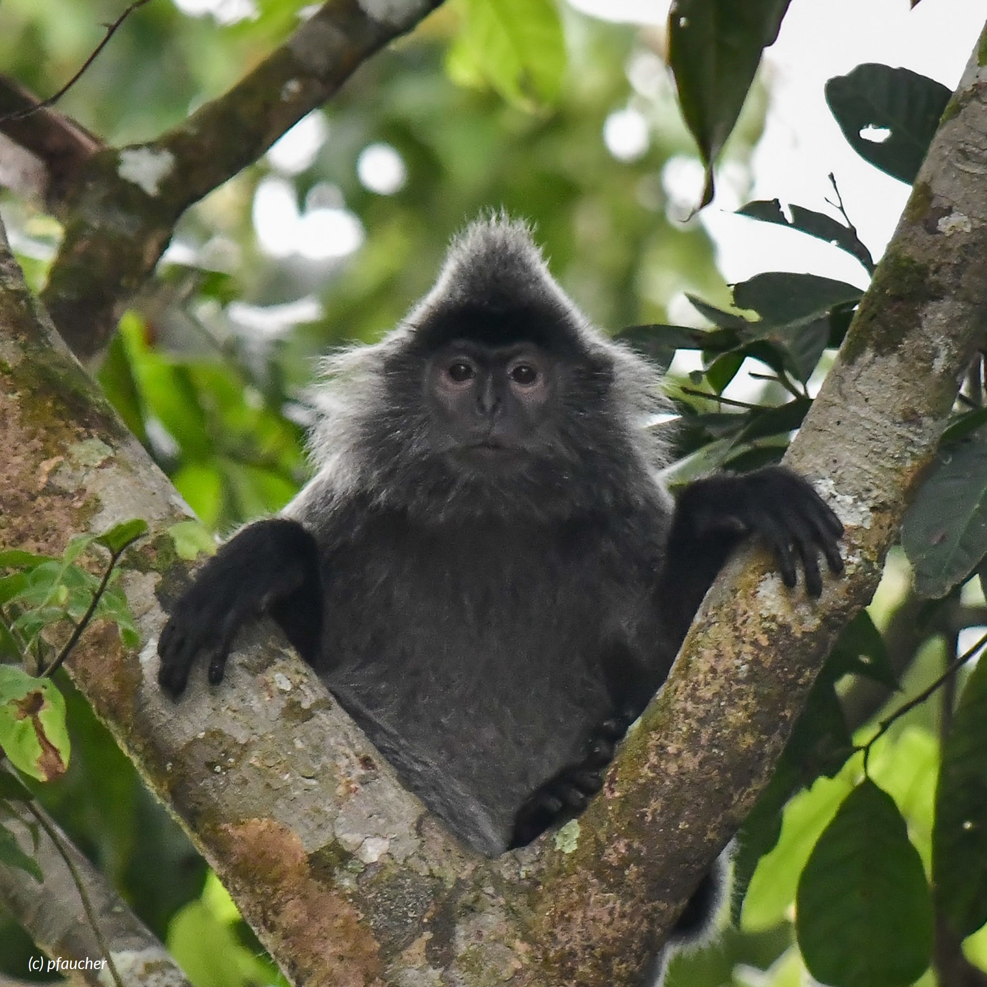 Species Image