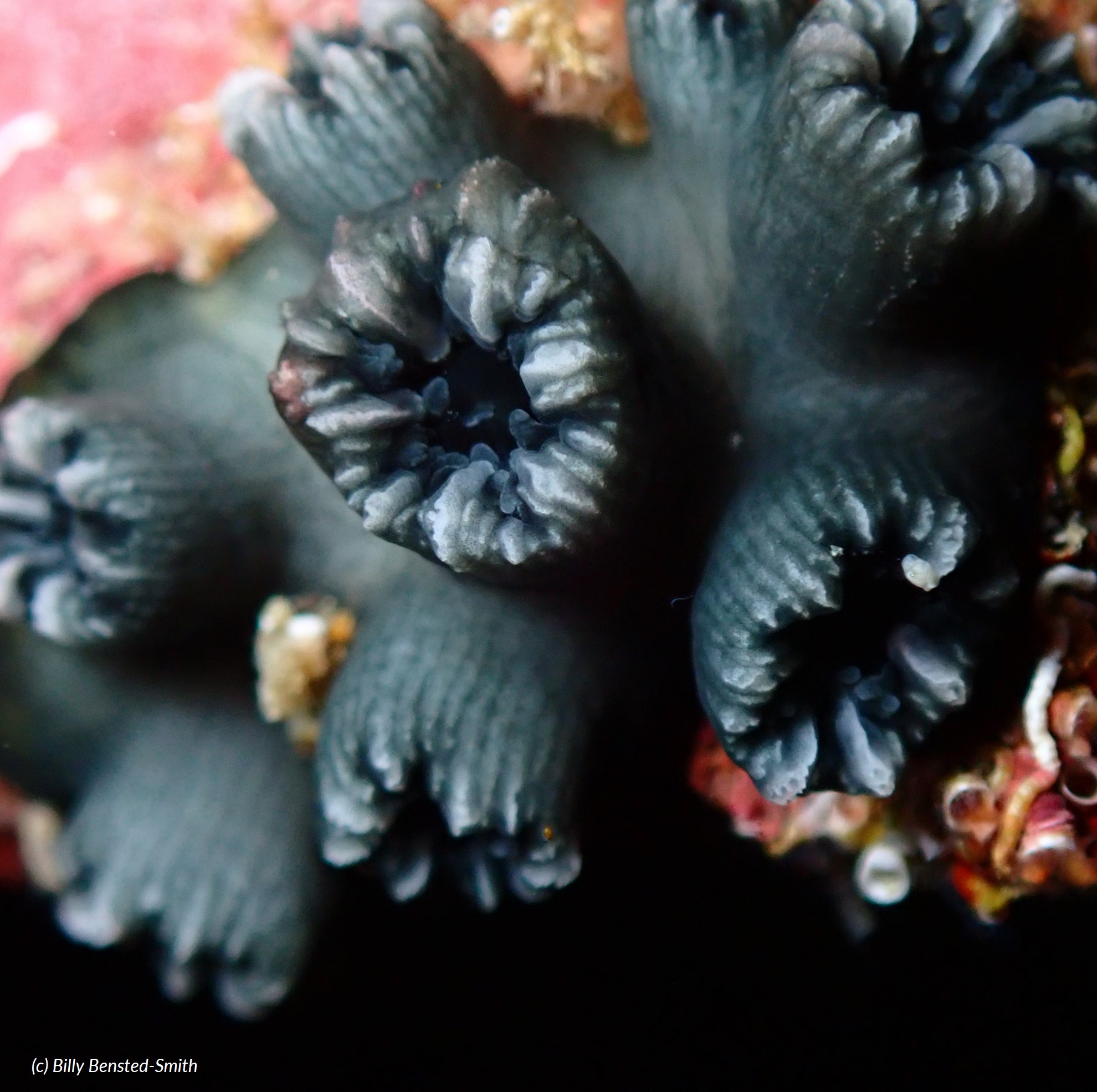 Species Image