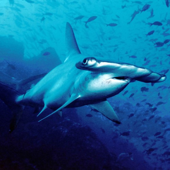 Species Image