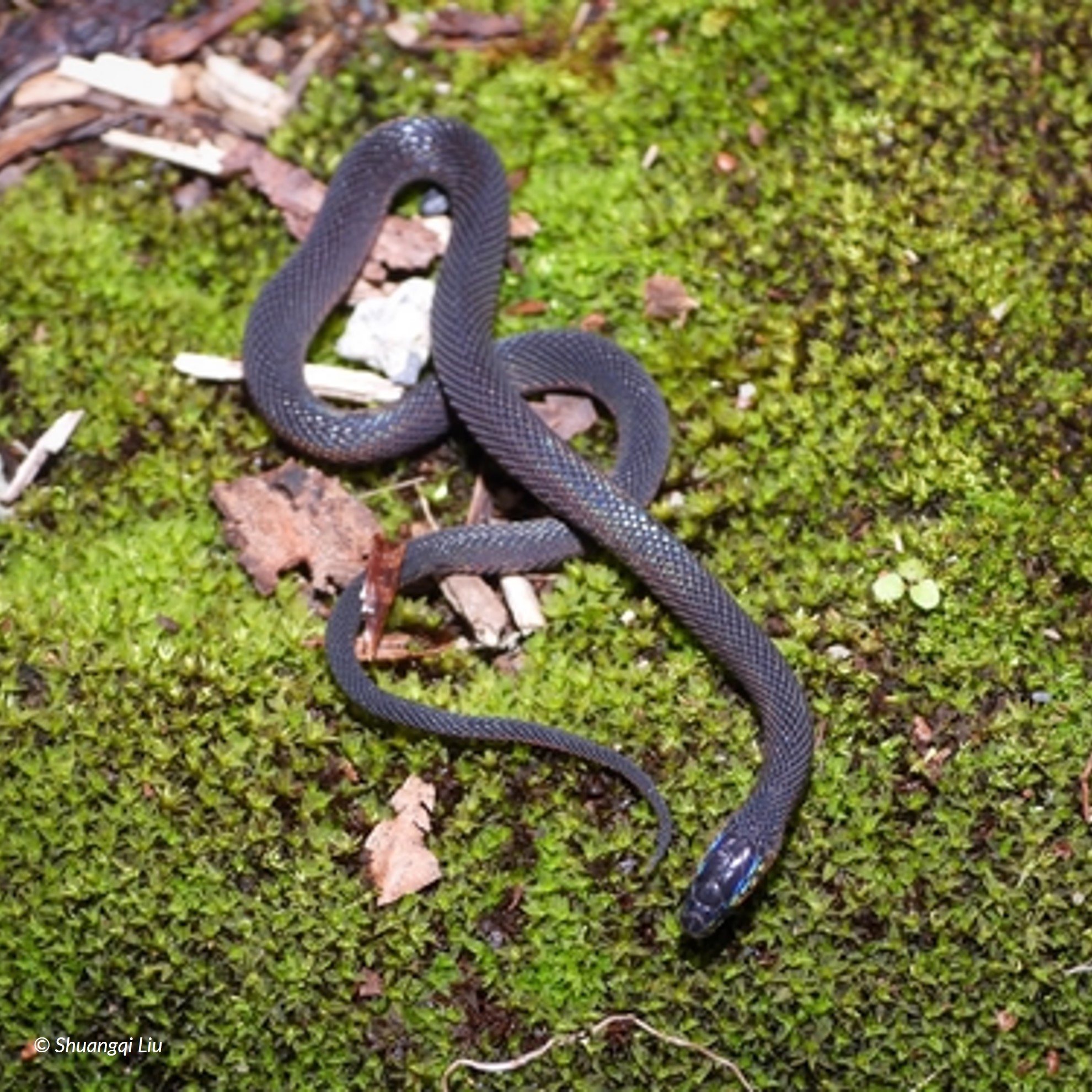 Species Image