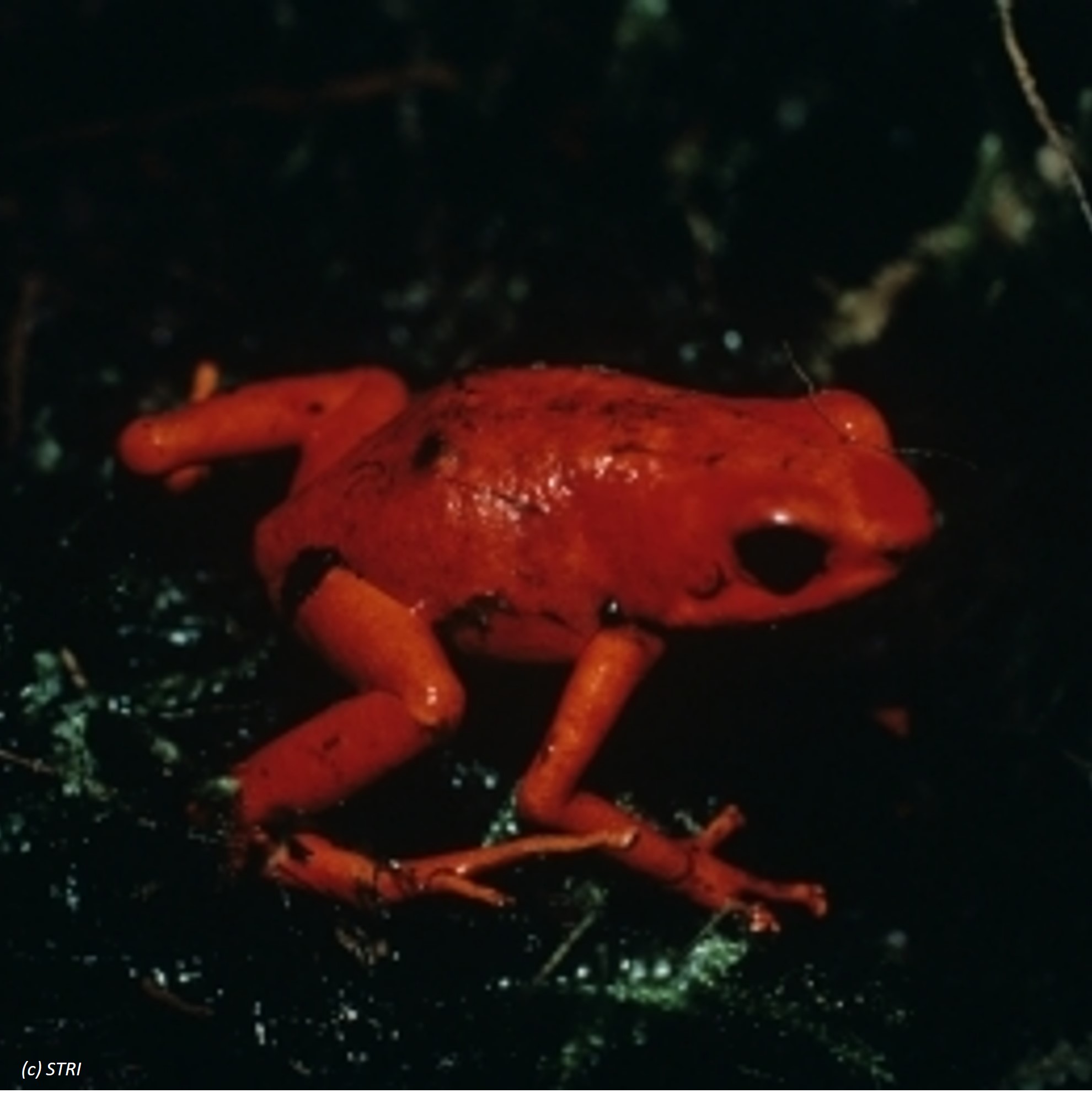 Species Image