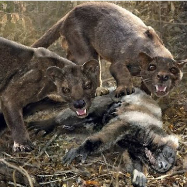 Species Image